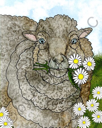 Art Prints Mocha the Sheep
