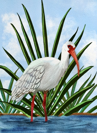 Art Prints Irie the Whimsical Ibis