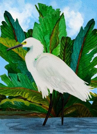 Greeting Cards Willow the Great Egret