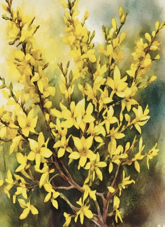 Greeting Cards Golden Forsythias Bush