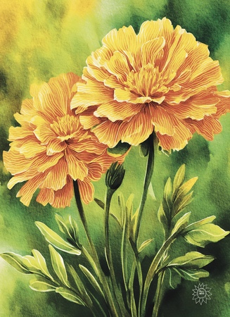 Greeting Cards Marigolds