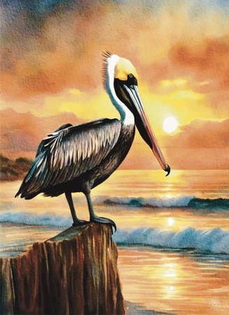 Greeting Cards Brown Pelican in Mexico