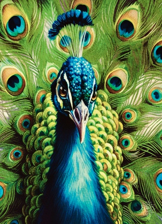 Art Prints Indigo Peacock