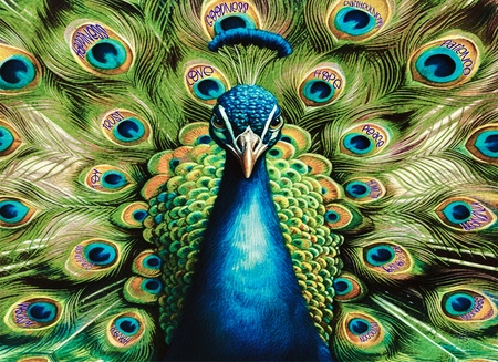 Art Prints Virtues of a Feather Flock Together