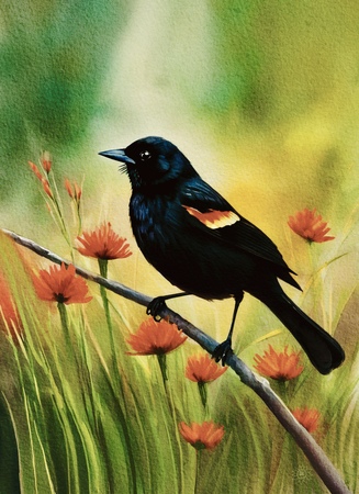 Art Prints Ember the Red Winged Blackbird
