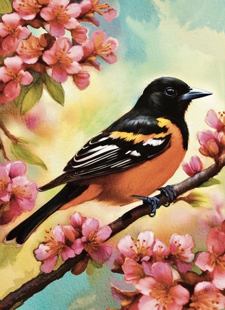 Art Prints Saffron the Baltimore Oriole 