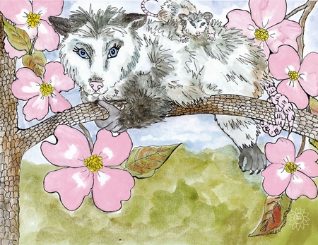 Art Prints Molly and  Porter  Possum