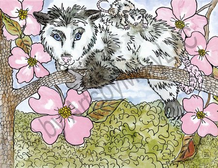 Art Prints Molly and  Porter  Possum