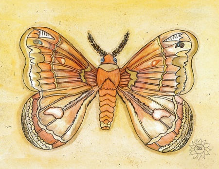 Art Prints Molly Moth
