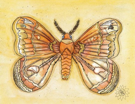 Greeting Cards Molly Moth