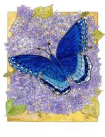 Art Prints Butterfly On Lilac