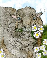 Art Prints Mocha the Sheep
