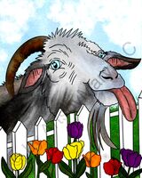 Art Prints Thistle the Goat