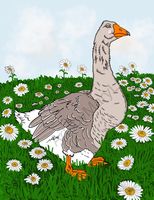 Art Prints Gabi Goose