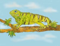 Art Prints Iggy Iguana