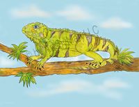 Art Prints Iggy Iguana