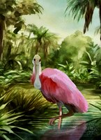 Greeting Cards Roseate Spoonbill