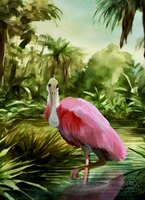 Art Prints Roseate Spoonbill