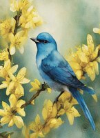 greeting-cards Mountain Bluebird on Forsythias
