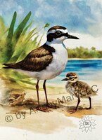 Greeting Cards Whimsical Delights W..