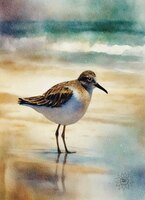 Art Prints Whimsical Wanderer S..
