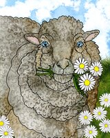 Art Prints Mocha the Sheep