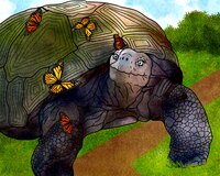 Art Prints Boxie the Tortoise a..