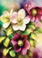 Greeting Cards Lent Rose