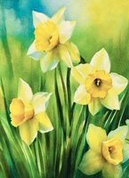 Greeting Cards Daffodils 