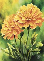 Greeting Cards Marigolds
