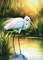 Art Prints Sunset Egret