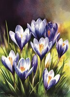 Greeting Cards Purple Crocuses 