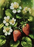Greeting Cards Strawberry Plant wit..