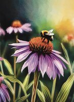 Greeting Cards Purple Cone Flower w..