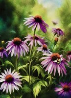 Greeting Cards Cone Flowers with Be..