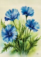 Greeting Cards Chicory