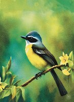 Greeting Cards Mexican Social Flyca..