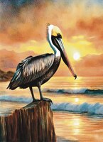Greeting Cards Brown Pelican in Mex..