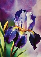 Greeting Cards Purple Iris