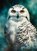Greeting Cards Staring Snow Owl