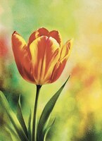 Greeting Cards red and Yellow Tulip
