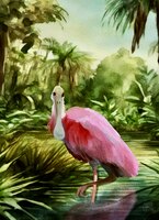 Greeting Cards Roseate Spoonbill