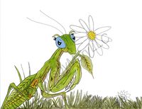 greeting-cards Manny The Praying Mantis