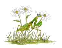 Art Prints Praying Mantis Daisy