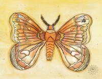 Art Prints Molly Moth