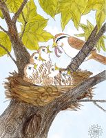 Greeting Cards Mom and Baby Birds