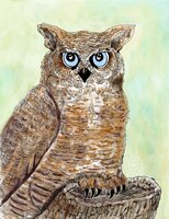 Art Prints Oliver Owl