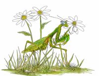 Art Prints Praying Mantis Daisy