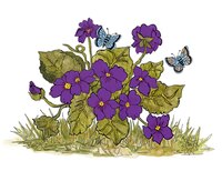 Art Prints Violets and Butterfl..
