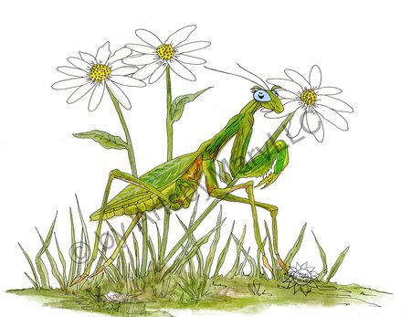 Greeting Cards Praying Mantis Daisy